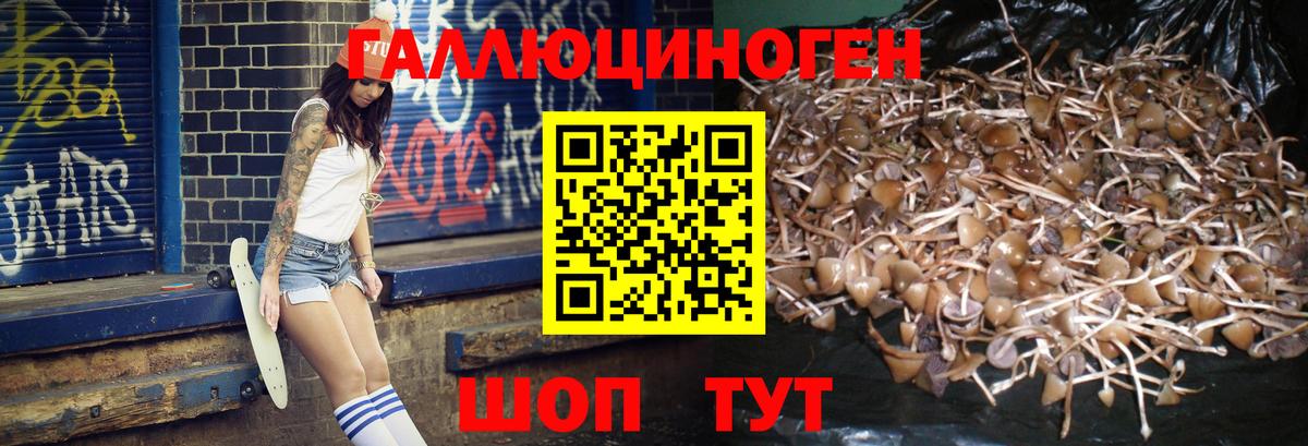 даркнет сайт  Вход с VPN  Междуреченск  Галлюциногенные грибы Psilocybe 